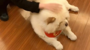 小姐姐松狮犬,萌宠与时尚的完美融合